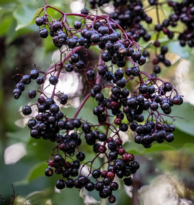 Elderberry 10:1 Powdered Extract (Organic) Premium elderberry