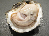 Oyster Shell/Mu Li - Premium Liquid Extract